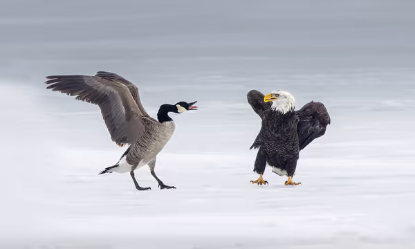 Canada Goose 1 - 0 American Eagle
